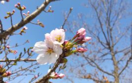 桜開花情報！⑤＆かたくりの花、サンショウウオの卵